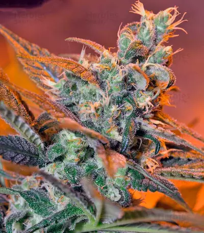 Cream Caramel F1 Fast Version Seeds