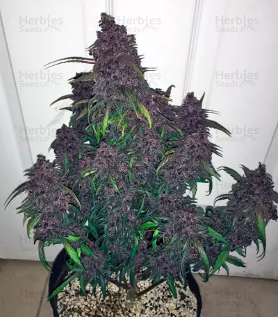 Graines de cannabis Dark Devil Auto (Sweet Seeds)
