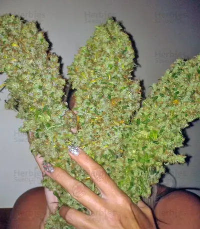 Skunk #11 Seeds