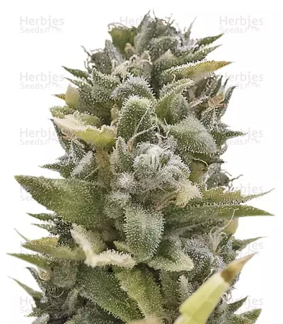 Graines de cannabis OG Kush Auto (Humboldt Seeds)