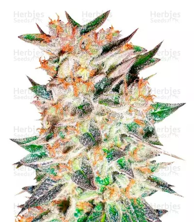 Buy Delicious Candy Auto feminized seeds