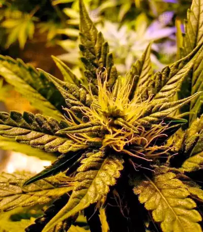 Afghan Kush feminized seeds