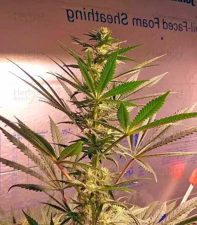 Afghan Kush feminized seeds