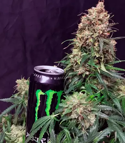 Graines de cannabis Auto Glueberry O.G. (Dutch Passion)