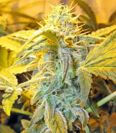 Thai Fantasy feminized seeds