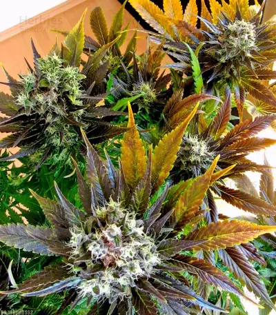 Graines de cannabis White Berry (Paradise Seeds)