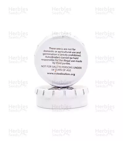 Cheese XXL Autoflowering (Dinafem Seeds)