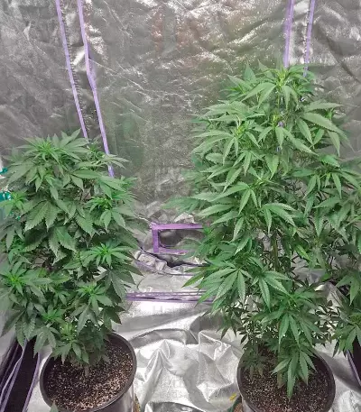 Kritikal-K Seeds
