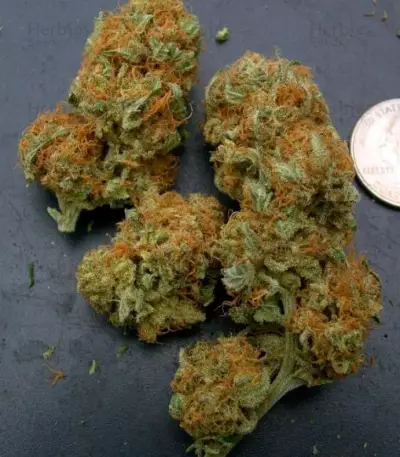 Northern Light Blue Seeds