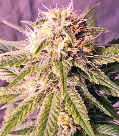 Graines de cannabis Original Amnesia (Dinafem Seeds)