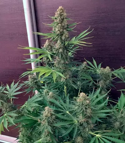 Pandora Auto Seeds