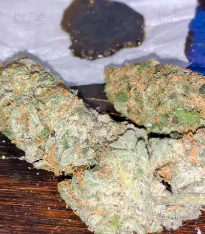 Purple Trainwreck feminized seeds