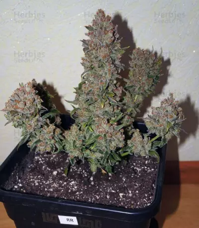 Rhino Ryder Auto (Fast Buds)