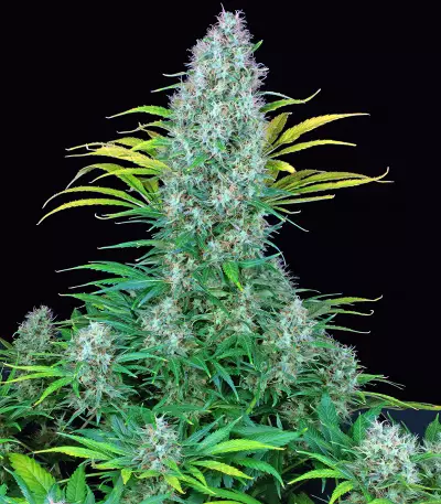 Serious 6 Seeds