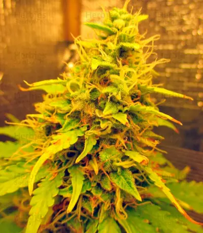Sweet Tooth Auto fem Seeds