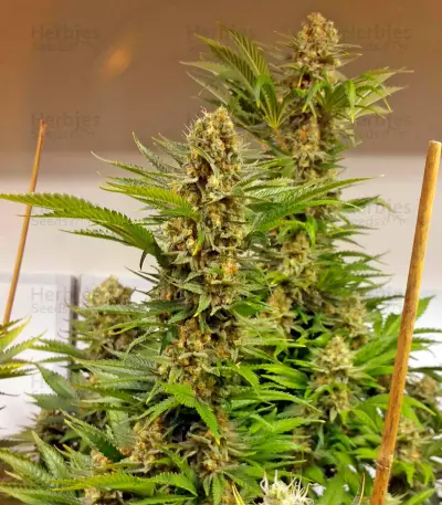 Graines de cannabis White Domina (Kannabia Seeds)
