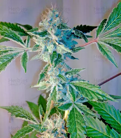 Yumbolt 47 feminized seeds