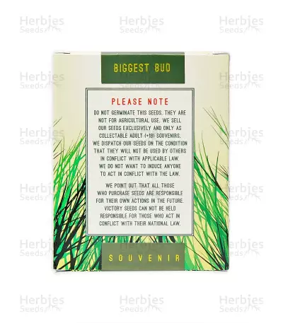 Biggest Bud cannabis seeds