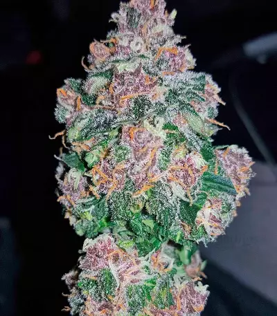 Graines de cannabis Dark Devil Auto (Sweet Seeds)