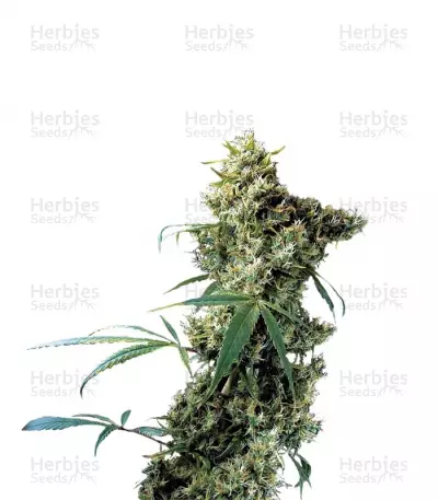 Buy Super Silver feminized seeds