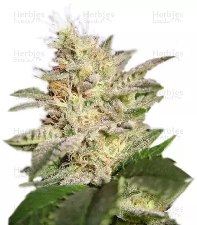 Allkush (Paradise Seeds) Cannabis-Samen