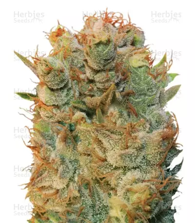 Graines de cannabis MK Ultra x Bubblegum (T.H. Seeds)