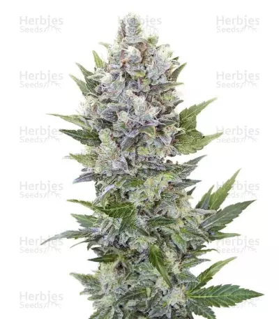 Buy Northern Light Automatic feminized seeds (Royal Queen Seeds)