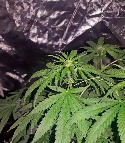 Graines de cannabis Afghan Kush X Black Domina (World of Seeds)
