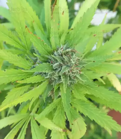 Graines de cannabis Buddha Kraken (Buddha Seeds)