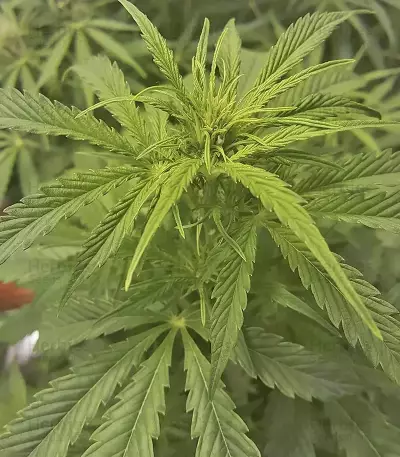 Girl Scout Cookies Auto (Cookies Auto) (Fast Buds)