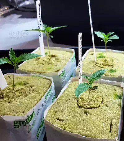 Gorilla Z Seeds