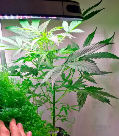 Graines de cannabis Lemon OG Haze Auto (Nirvana Seeds)