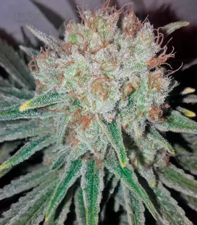Raspberry Cough (Nirvana Seeds)