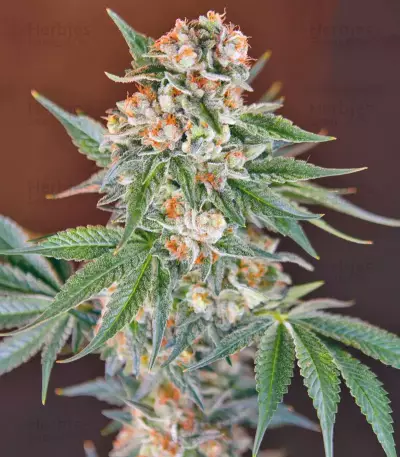 Graines de cannabis San Fernando Lemon Kush (Sweet Seeds)