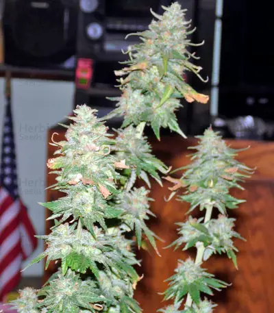 Graines de cannabis Afghan Kush X Yumbolt (World of Seeds)