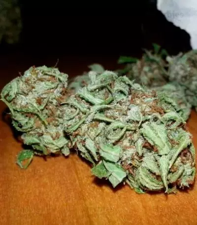 Auto Bubble Seeds