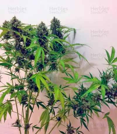 Auto New York City (Pyramid Seeds)