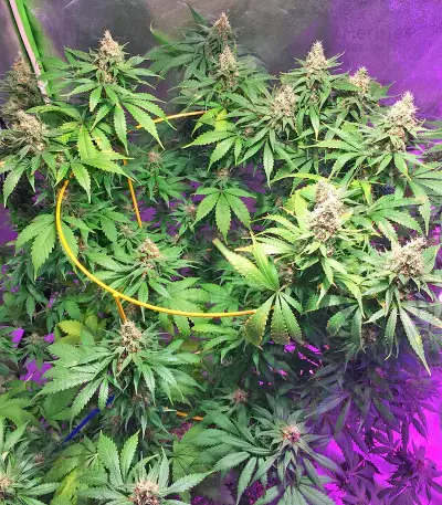 Blackberry feminized seeds