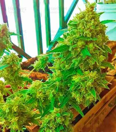 Critical + Seeds