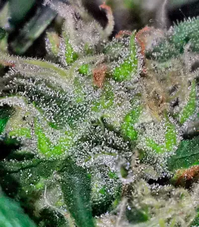 Critical + Seeds