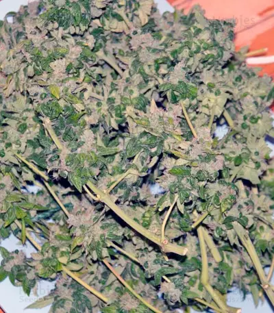 Damn Sour Seeds