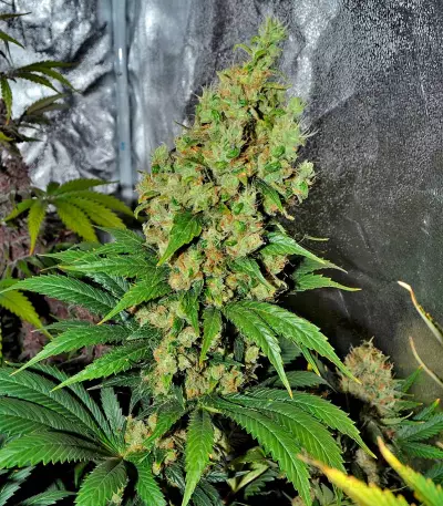 Dinamex (Dinafem Seeds)