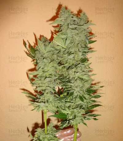 Euphoria CBD (RQS)