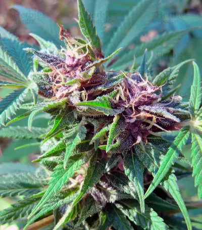 Hollands Hope Seeds