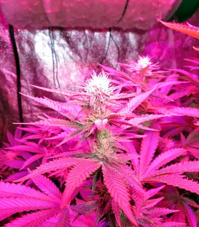 Lost Coast Hash Plant Seeds