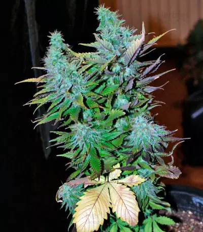Mataro Blue Max Auto Seeds