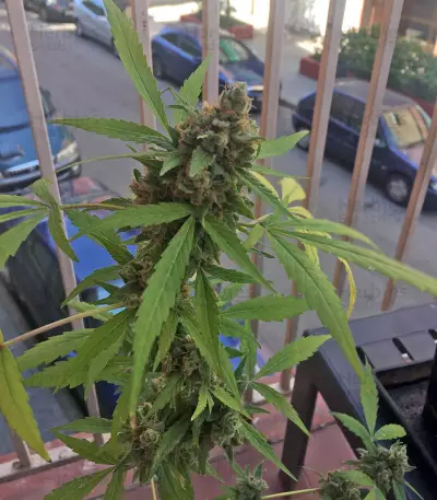 Mikromachine Auto (Kannabia Seeds)