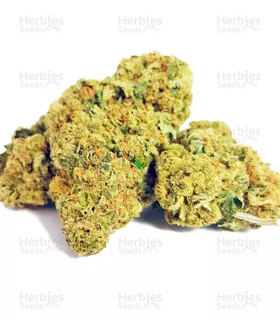 Moby Dick feminized seeds (Dinafem Seeds)