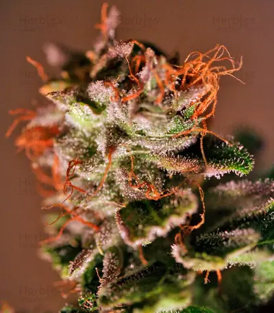 Nexus Seeds