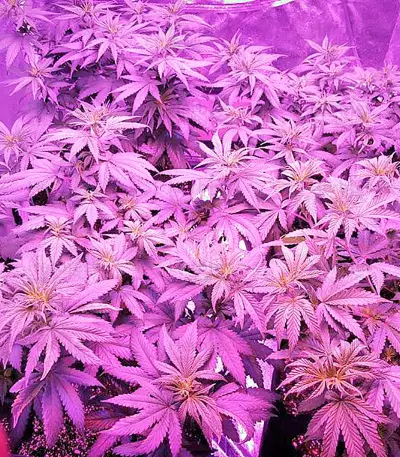 Northern Light feminized seeds (Nirvana Seeds)